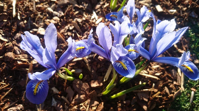 Iris reticulata ‘Alida' Kevätkurjenmiekka